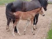 Poulain Welsh Type Cob à réserver au sevrage