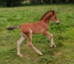 Poulain Welsh Type Cob à réserver au sevrage