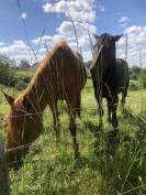 Trotteurs hongre de 5ans et 14 ans et juments de 4ans 