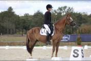 Poney AS ELITE dressage