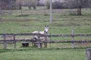 Pensions pour chevaux - Bazas