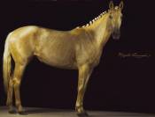 Cheval jument palomino