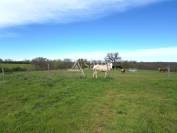 Dans les coteaux de Lomagne propriété à vocation équine de 1