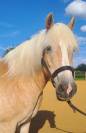 Jument Haflinger PP 12ans 