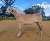 Jument Haflinger PP 12ans 