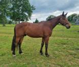 Beau 3 ans par Plot Blue x Ogano Sitte 