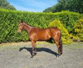 Beau 3 ans par Plot Blue x Ogano Sitte 