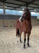 Cheval AA 5 ans 