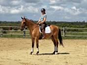 Lusitano sport 