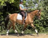 Lusitano sport 