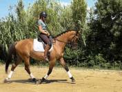 Lusitano sport 