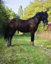 Hongre Irish cob pp 2 ans