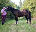 Hongre Irish cob pp 2 ans