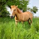 Pension pour chevaux familiale à Etriché, 49