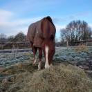 Pension pour chevaux familiale à Etriché, 49