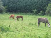 Pension pour chevaux familiale à Etriché, 49