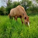 Pension pour chevaux familiale à Etriché, 49