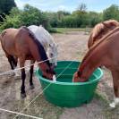 Pension pour chevaux familiale à Etriché, 49