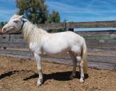 Cheval Camarguais à vendre