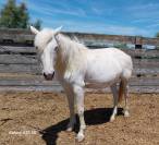 Cheval Camarguais à vendre