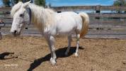 Cheval Camarguais à vendre