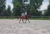 Cheval de loisir tf 12 ans 1m66