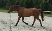 Cheval de loisir tf 12 ans 1m66