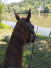 Cheval de loisir tf 12 ans 1m66