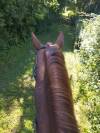 Cheval de loisir tf 12 ans 1m66