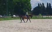 Cheval hongre tf beau model 1m68 7ans