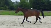 Cheval hongre tf beau model 1m68 7ans