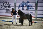 Poney A top pour projet sport/élevage 