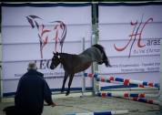 Poney A top pour projet sport/élevage 