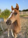  Cheval à vendre 