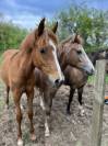  Cheval à vendre 