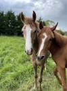  Cheval à vendre 