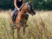 PSA poney D à louer ou confier 