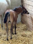 Poulain Goldwyn d'Embets PFS par Jument PSAR Gargassan