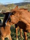 Demi-sang arabe 6 ans pour endurance, rando et loisirs 