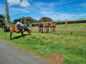 Cheval espagnol demi-pension à Quimper