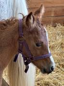 Pouliche par Goldwyn d'Embets PFS et Jument Arabe