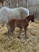 Pouliche par Goldwyn d'Embets PFS et Jument Arabe