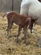 Pouliche par Goldwyn d'Embets PFS et Jument Arabe