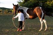 Caballo castrado Quarter Horse En venta 2017 Tobiano