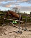 Poney de sport Hongre Welsh de 6ans