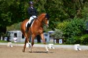 SF - Hongre - Dressage Am1