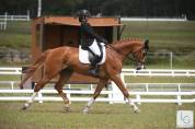 SF - Hongre - Dressage Am1