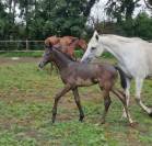 foal femelle par Conthargos