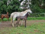 foal femelle par Conthargos