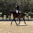 Magnifique hongre 7 ans dressage